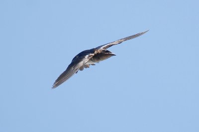 Gray-breasted Martin