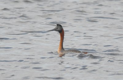 Great Grebe