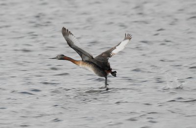 Great Grebe