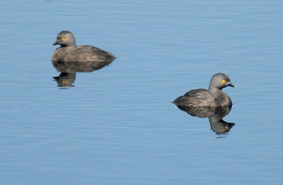 Least Grebe