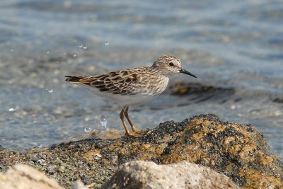 Least Sandpiper