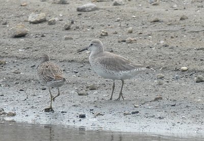 Red Knot