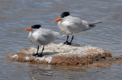 Royal Tern