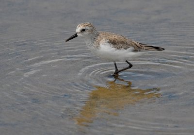 Semipalmated Sandpiper