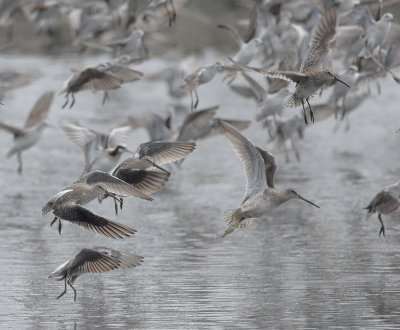 Short-billed Dowitcher