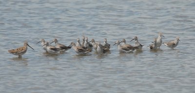 Stilt Sandpiper