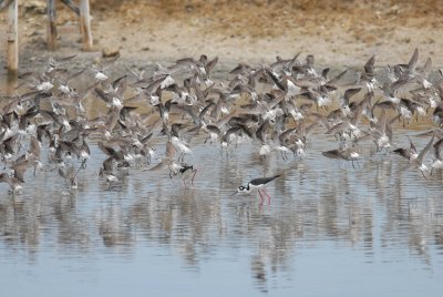 Wilson's Phalarope