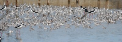 Wilson's Phalarope