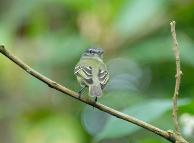 White-fronted Tyrannulet