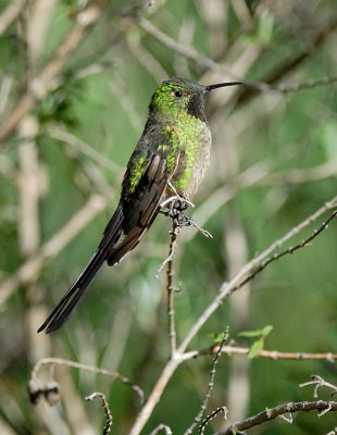 Black-tailed Trainbearer