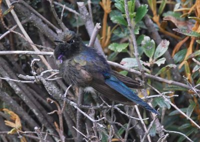 Blue-mantled Thornbill