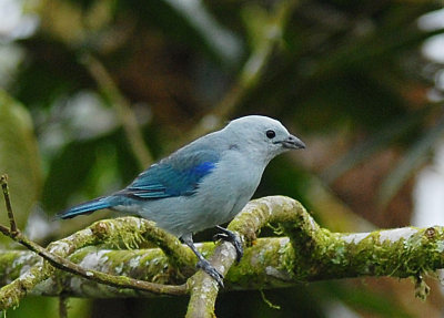 Blue-gray Tanager