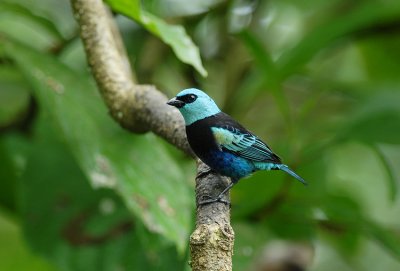 Blue-necked Tanager