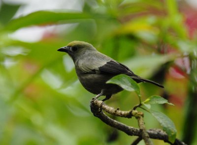 Palm Tanager