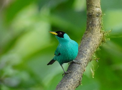 Green Honeycreeper1