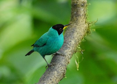 Green-Honeycreeper2