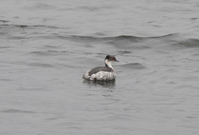 Silvery Grebe