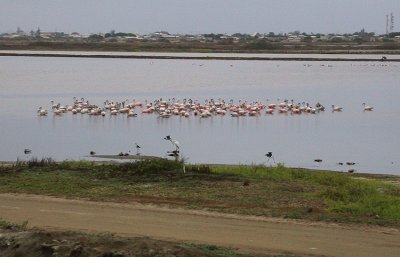 Chilean Flamingo flock