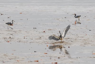 Tricolored Heron