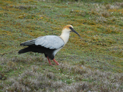 Andean Ibis