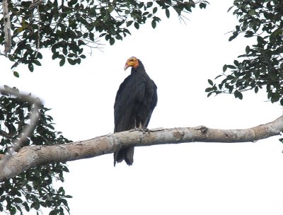 Greater Yellow-headed Vulture