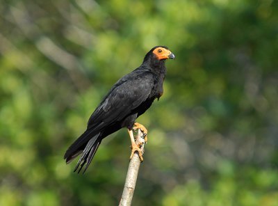 Black Caracara