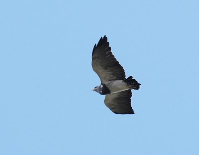 Black-chested Buzzard-Eagle