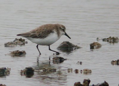 Semipalmated Sandpiper