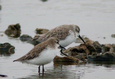 Western- and Semi-palmated Sandpipers