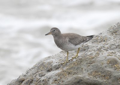 Surfbird1