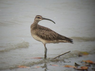 Whimbrel