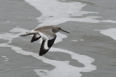 Willet