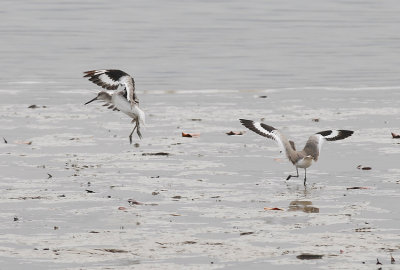 Willet