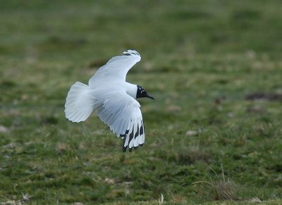 Andean Gull3