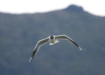 Andean Gull4