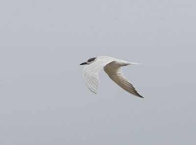 Gull-billed Tern