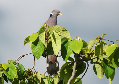 Band-tailed Pigeon