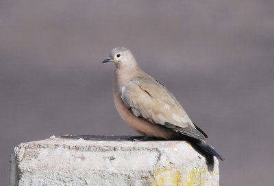 Black-winged Ground-Dove