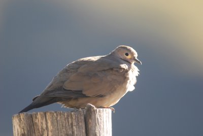 Black-winged Ground-Dove2