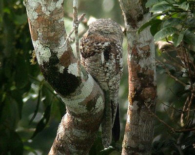 Great Potoo