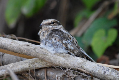 Ladder-tailed Nightjar