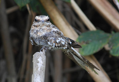 Ladder-tailed Nightjar