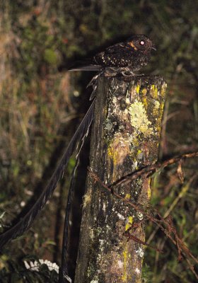 Lyre-tailed Nightjar