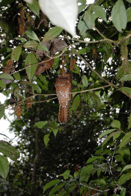 Rufous Potoo