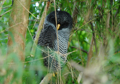 Black-banded Owl