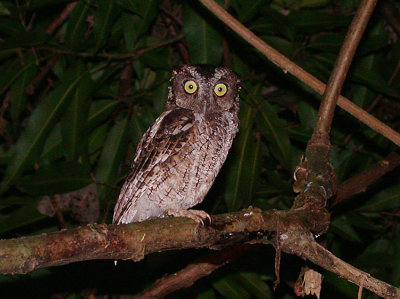 West-Peruvian Screech-Owl
