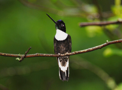 Collared Inca