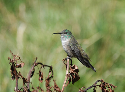 Ecuadorian Hillstar