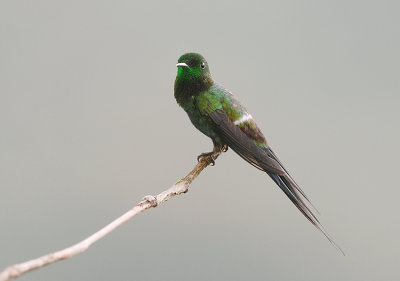 Green Thorntail2