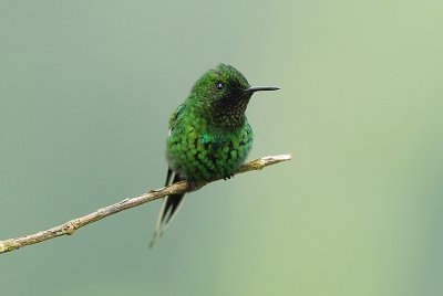 Green Thorntail3